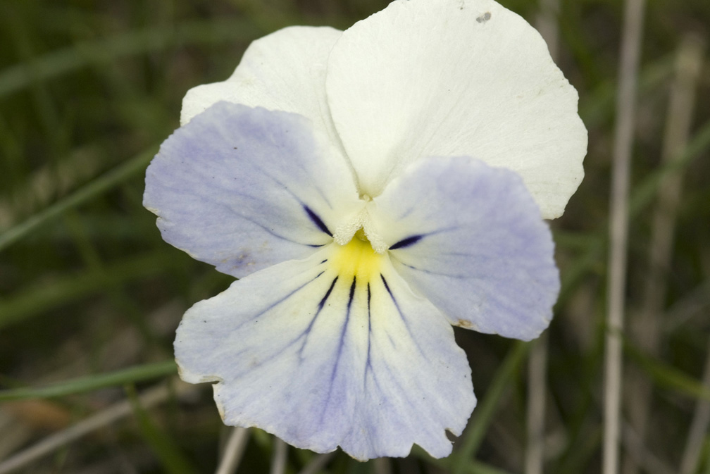 Viola calcarata/Viola con sperone